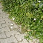 Schafgabe am Wegesrand