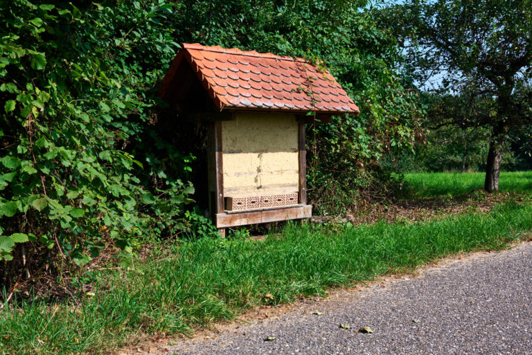 Lehm-Bienenwand bei der Benjeshecke