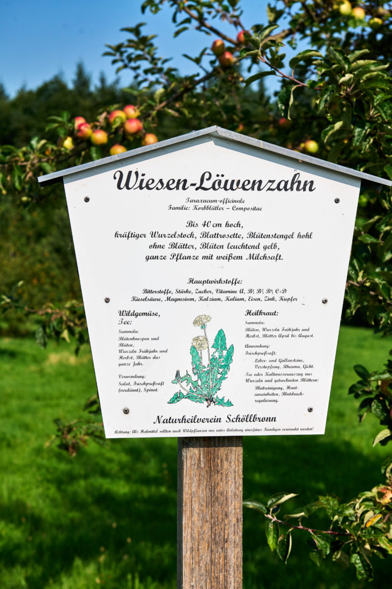 Infotafel zu m Wiesen-Löwenzahn