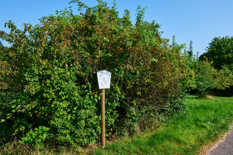 Infotafel vor Hagebuttenstrauch