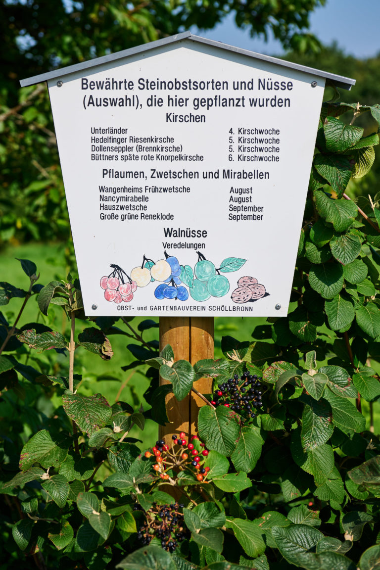 Infotafel zu Steinobstsorten bei der Benjeshecke