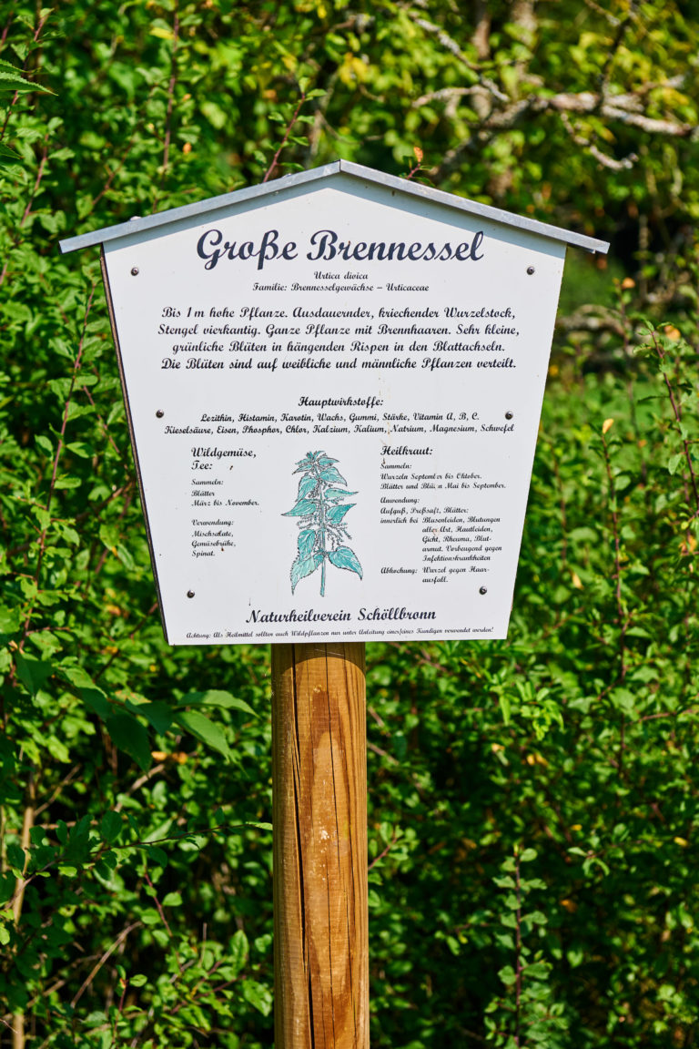 Infotafel zur Brennnessel