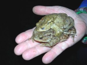 ein Helfer hält ein Erdkröten Pärchen auf der Hand