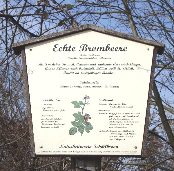 Infotafel mit Informationen zur Echten Brombeere