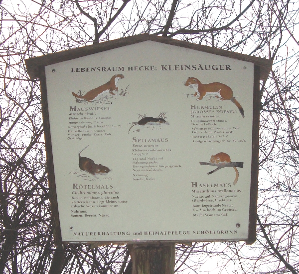 Infotafel zu Kleinsäugetieren, die vorzugsweise in Hecken leben