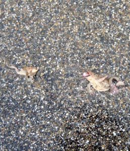 Überfahrene Amphibien