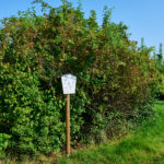 Benjeshecke_-20250815_101849_3057-150x150