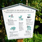 Benjeshecke_-20250815_102137_3058-150x150