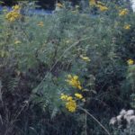 rainfarn_600-150x150