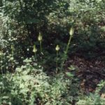 teufelskralle_600-1-150x150